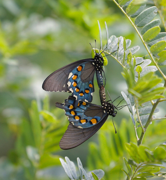 Pipevine Swallowtail - mating pair